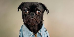 Pug-dog-in-jean-jacket-1900x500-1.jpg
